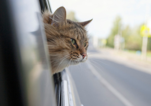 Head Cat  out of a car window  in motion