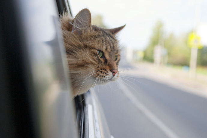 Head Cat  out of a car window  in motion