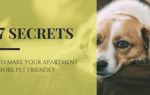 7-secrets-make-apartment-more-pet-friendly