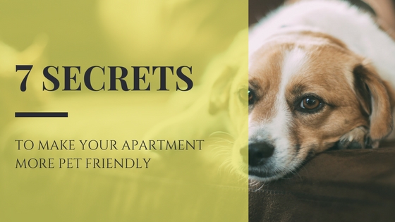 7-secrets-make-apartment-more-pet-friendly