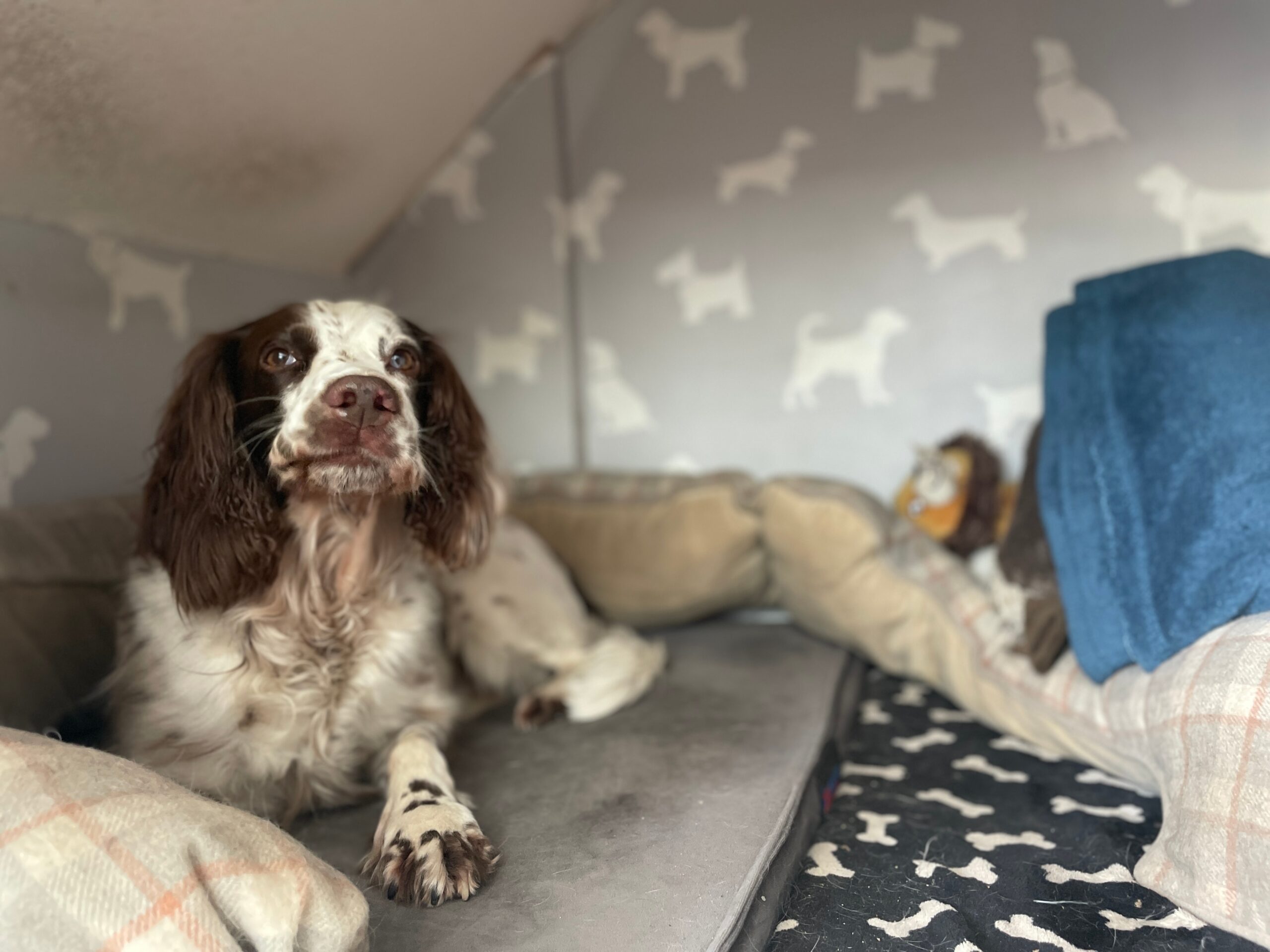 A dog resting in a pet bed under the stairs